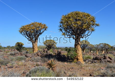 Quiver Tree Forestnamibia Stock Photo 104392208.