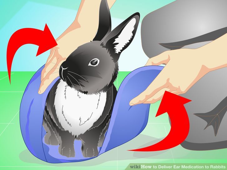 3 Ways to Deliver Ear Medication to Rabbits.