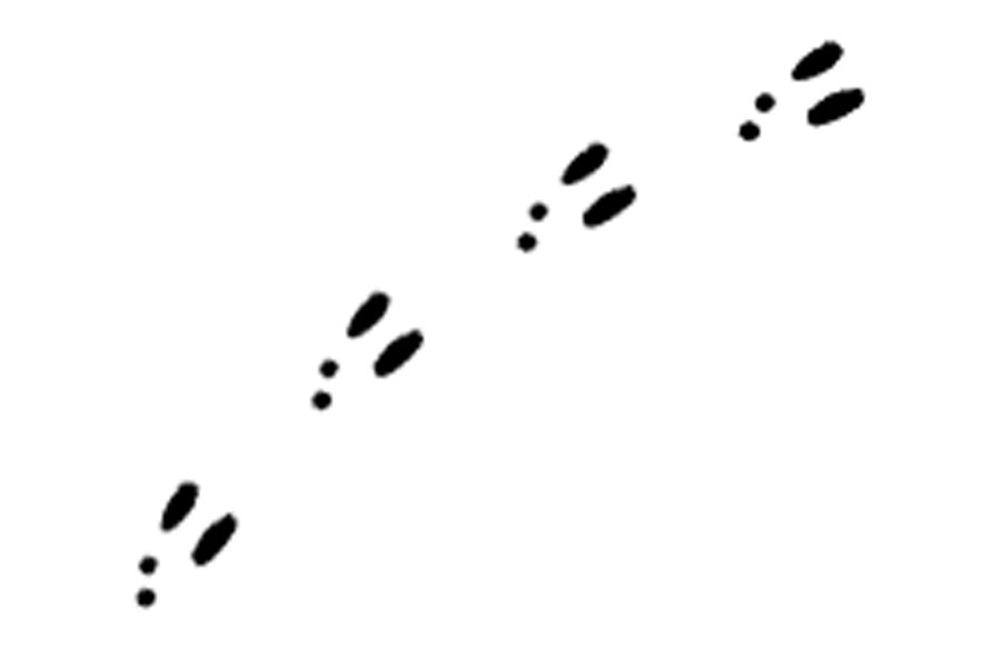 Rabbit Tracks Clipart 20 Free Cliparts Download Images On Clipground 2022
