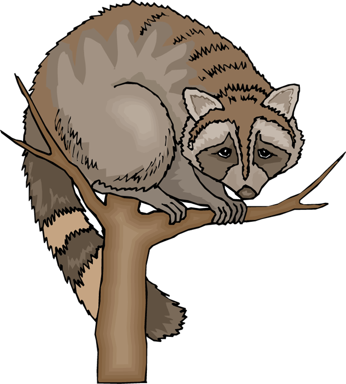 raccoon in tree clipart 20 free Cliparts | Download images on