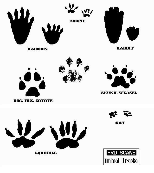 raccoon tracks clipart 10 free Cliparts | Download images on Clipground