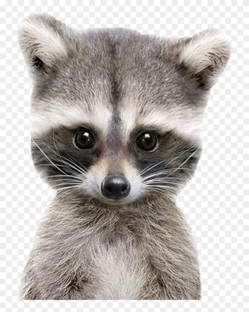 racoon lovey