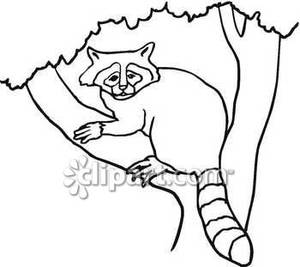 Raccoons On A Tree Clipart.