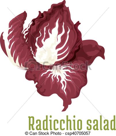 Clipart Vector of Radicchio salad. Vegetable plant icon. Isolated.