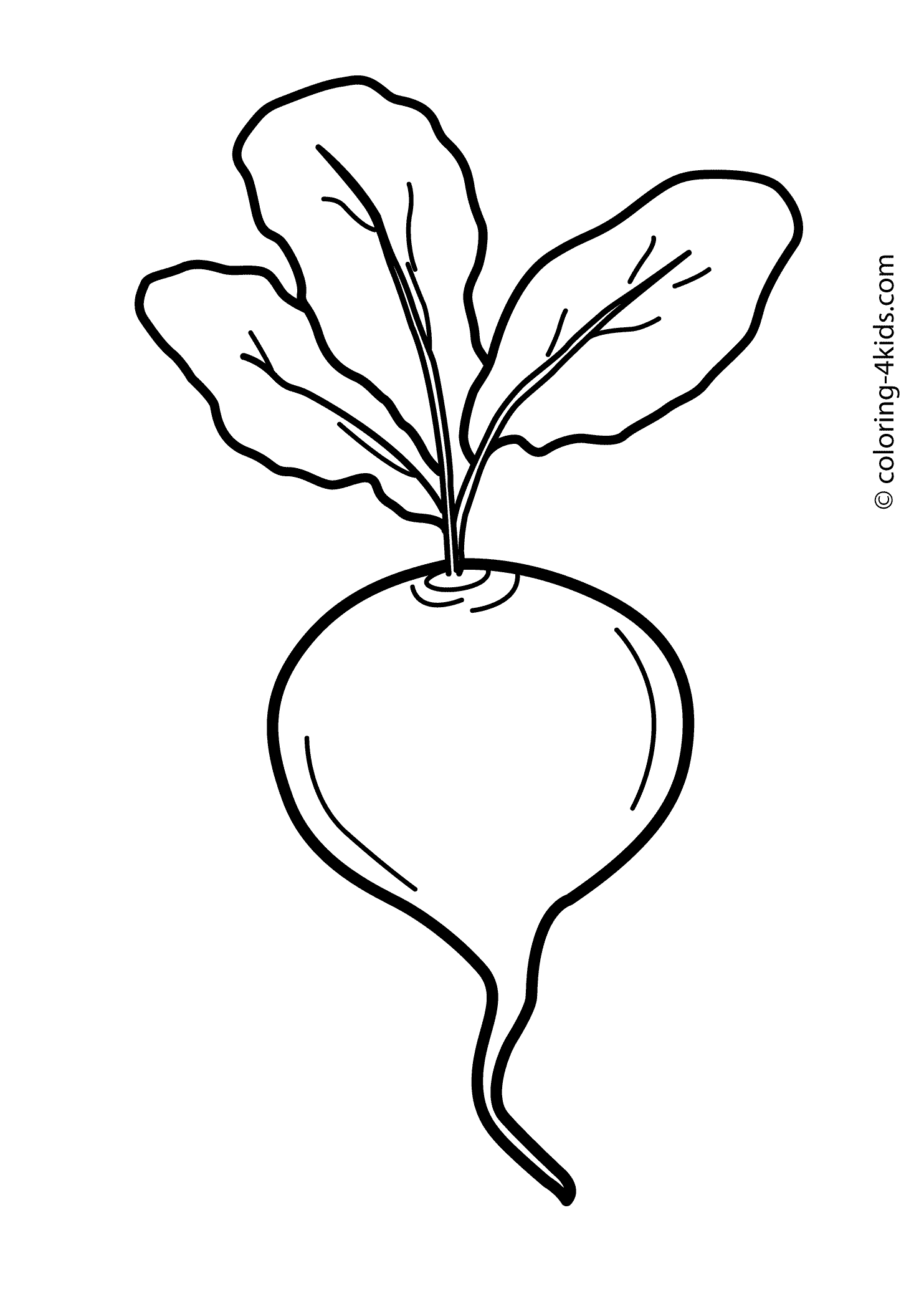 Collection of Radish clipart.