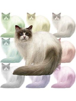  Ragdoll  cat  clipart 20 free Cliparts Download images on 