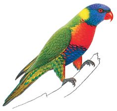 Parrot PNG images, free pictures download.