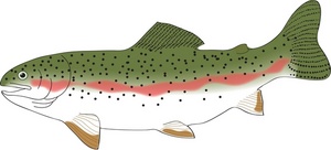 Rainbow trout clipart 20 free Cliparts | Download images ...