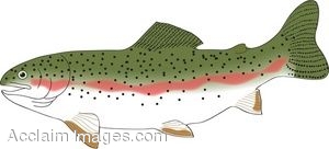 Clipart Illustration of a Realistic Rainbow Trout.