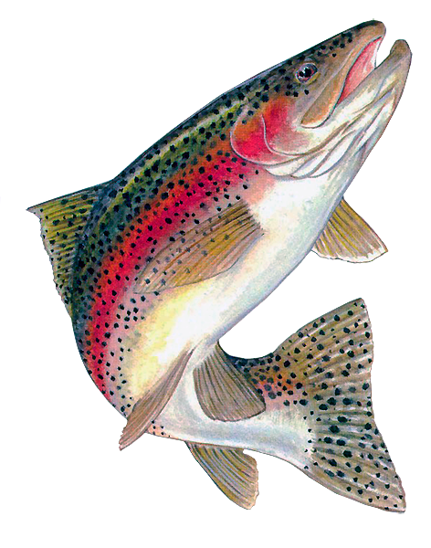 Download Rainbow trout clipart 20 free Cliparts | Download images ...