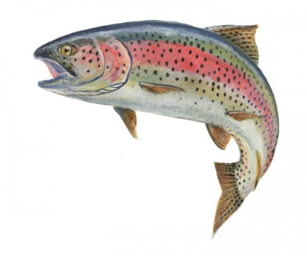 Download Rainbow trout clipart 20 free Cliparts | Download images ...