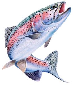 Download rainbow trout jumping clipart 20 free Cliparts | Download ...