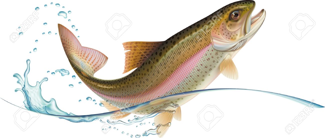 Download rainbow trout jumping clipart 20 free Cliparts | Download ...