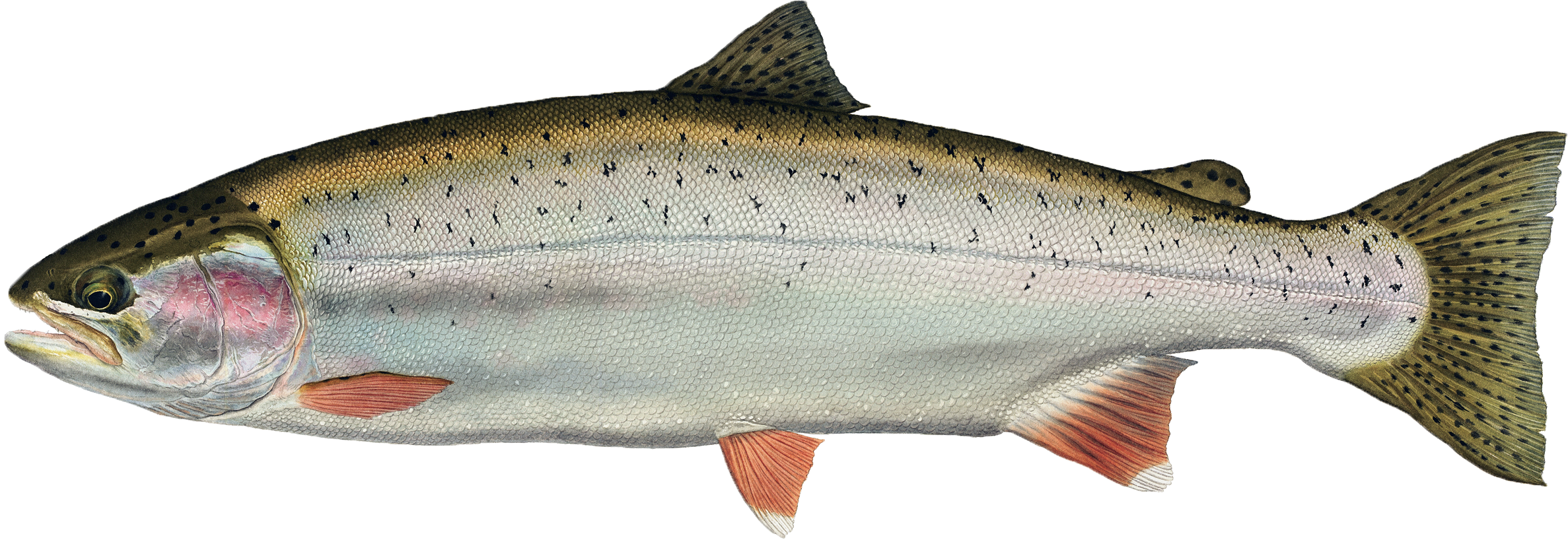 Freshwater fish Rainbow trout Animal.