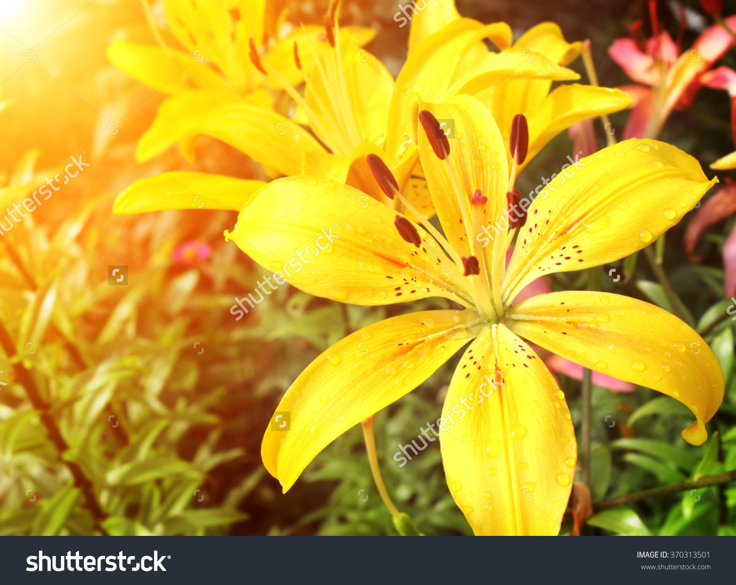Beautiful Yellow Lilies With Raindrops On Petals Stock Photo.