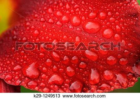 Stock Photo of Raindrops on day lily flower petal k29.