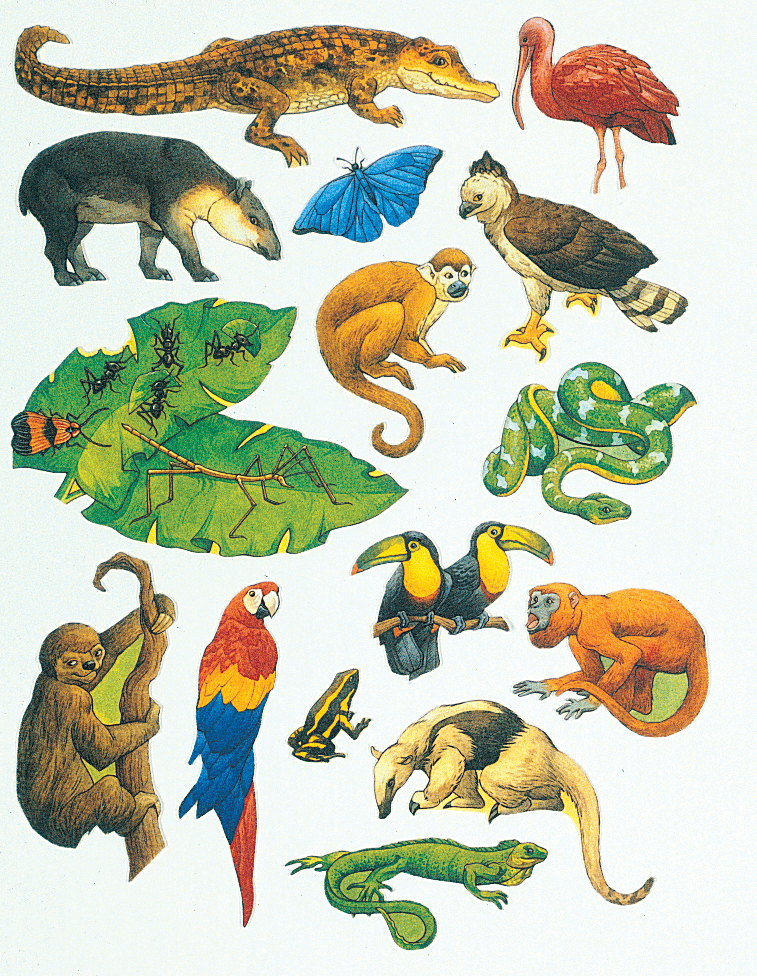 Rainforest Animals Clipart 20 Free Cliparts Download Images On 