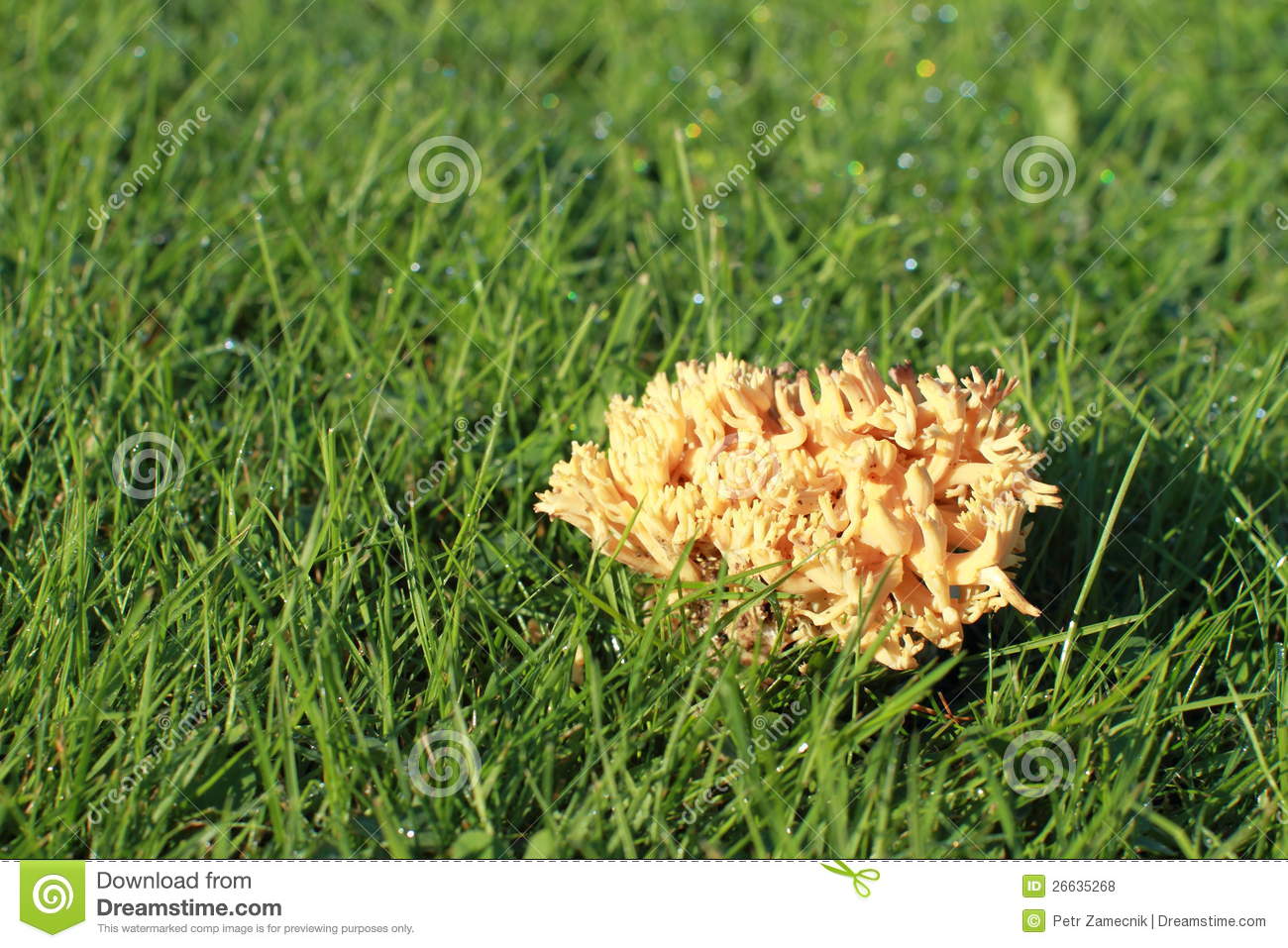 Ramaria Aurea Stock Photos. Ramaria Aurea Stock Photos.