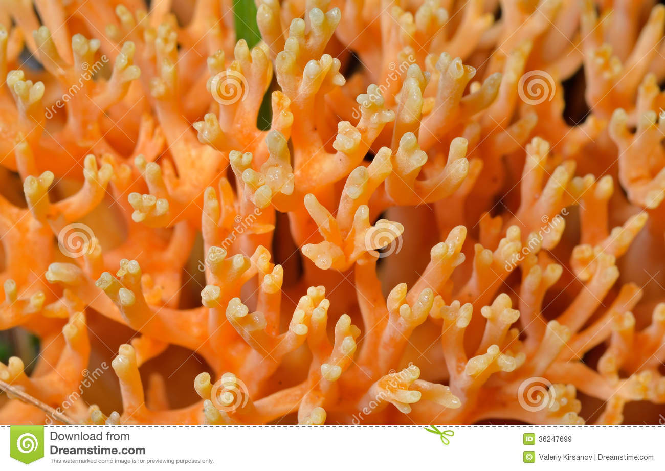 Ramaria Aurea Stock Photos. Ramaria Aurea Stock Photos.
