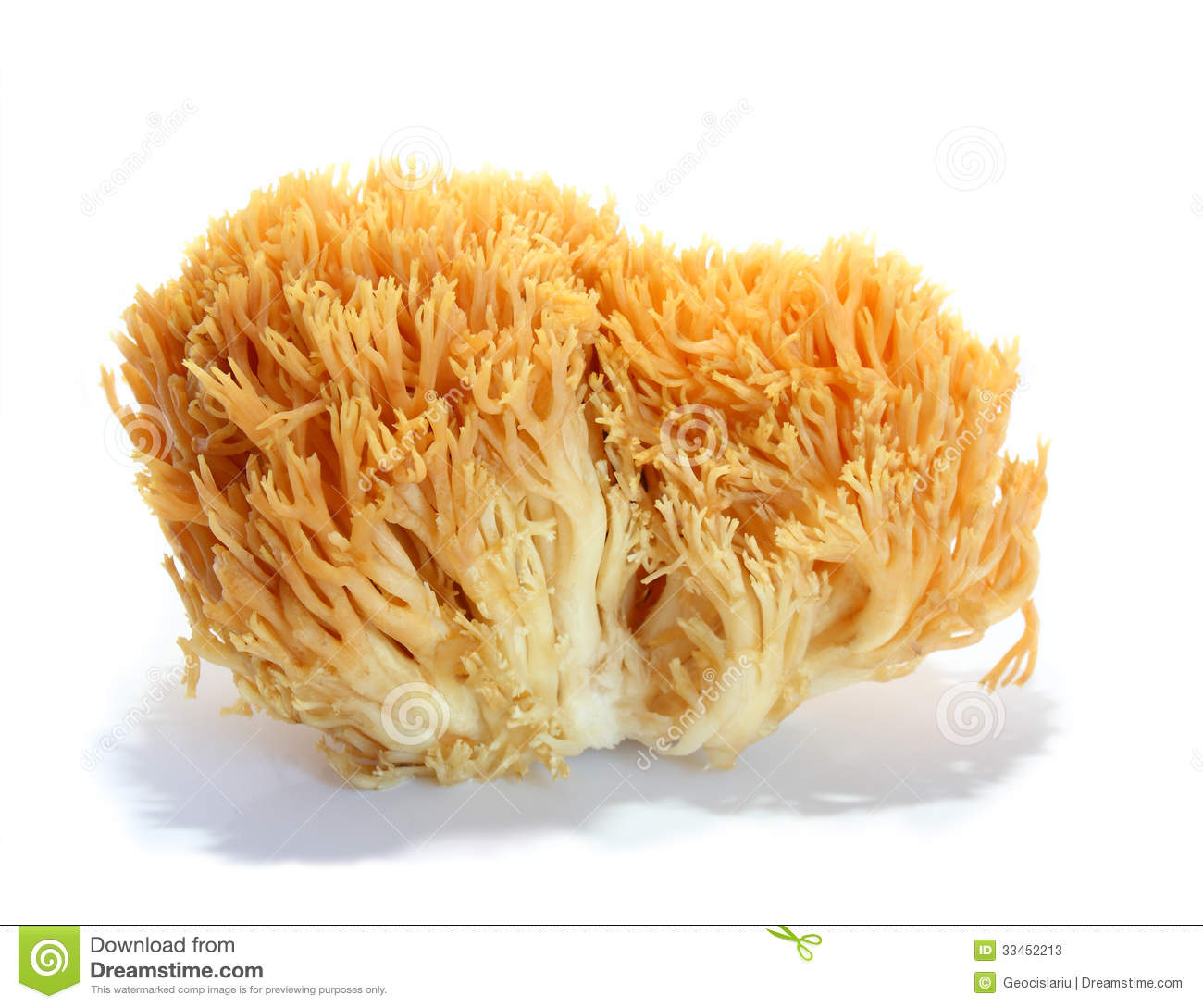 Ramaria Aurea Stock Photos. Ramaria Aurea Stock Photos.