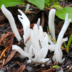 Coral Tooth (Hericium clathroides).