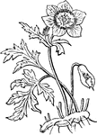 Keyword: "Ranunculaceae".