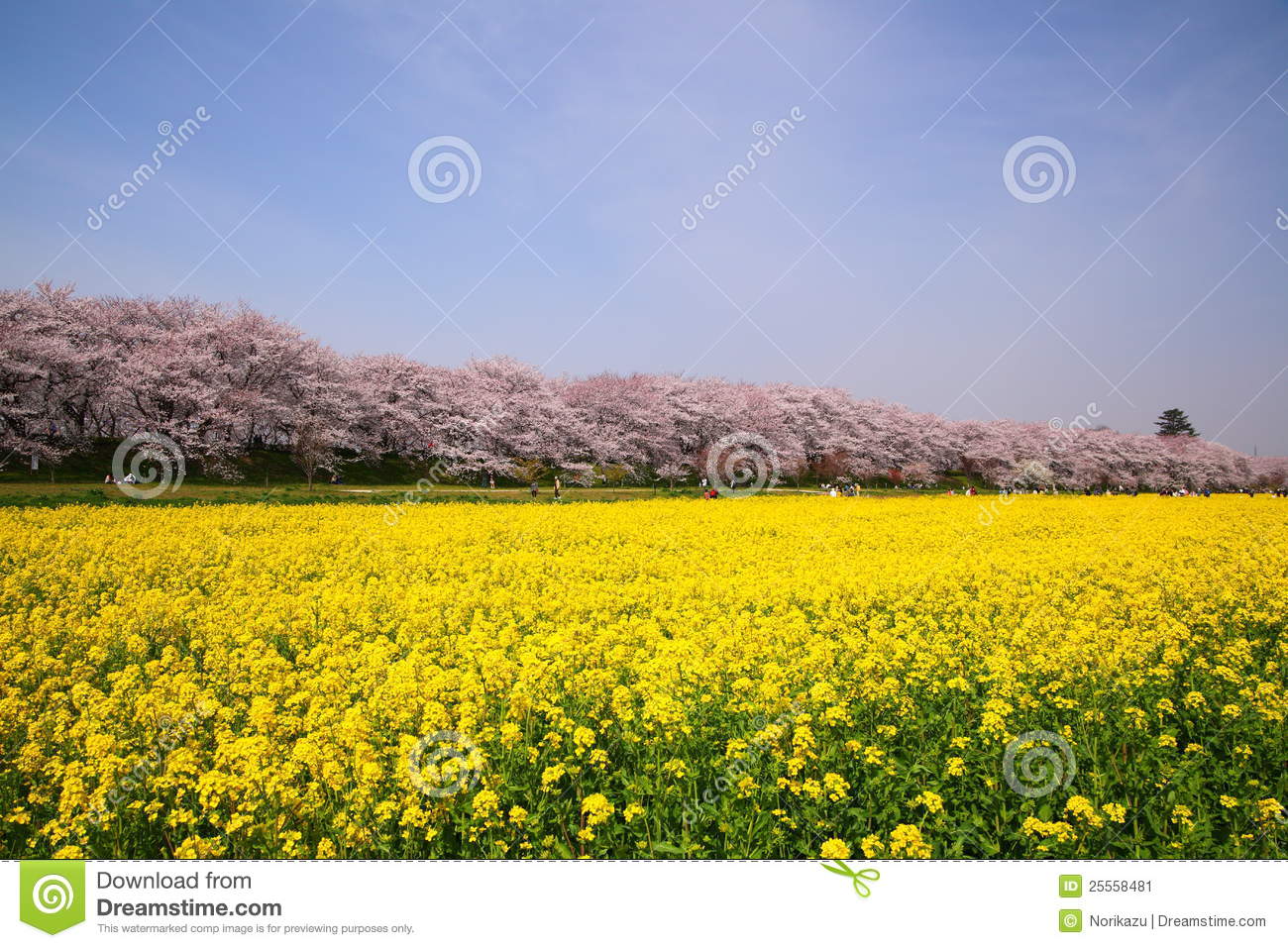 Rape Blossoms And Cherry Tree Stock Image.