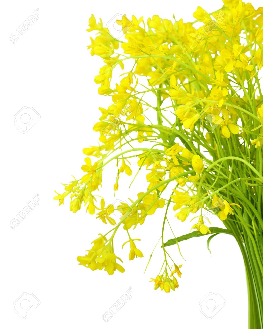 Bundle Of Rape Seed Flowers Isolated On White Stock Photo, Picture.