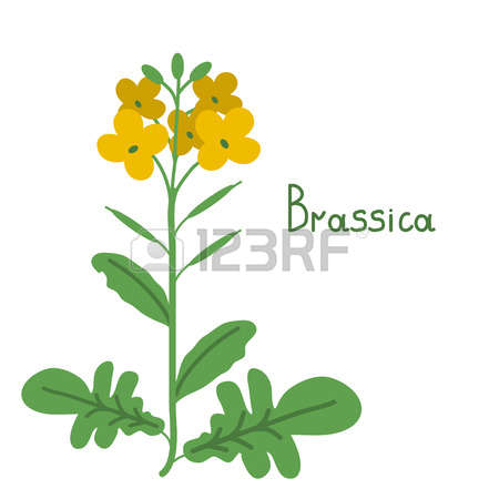 99 Rapeseed Stock Vector Illustration And Royalty Free Rapeseed.