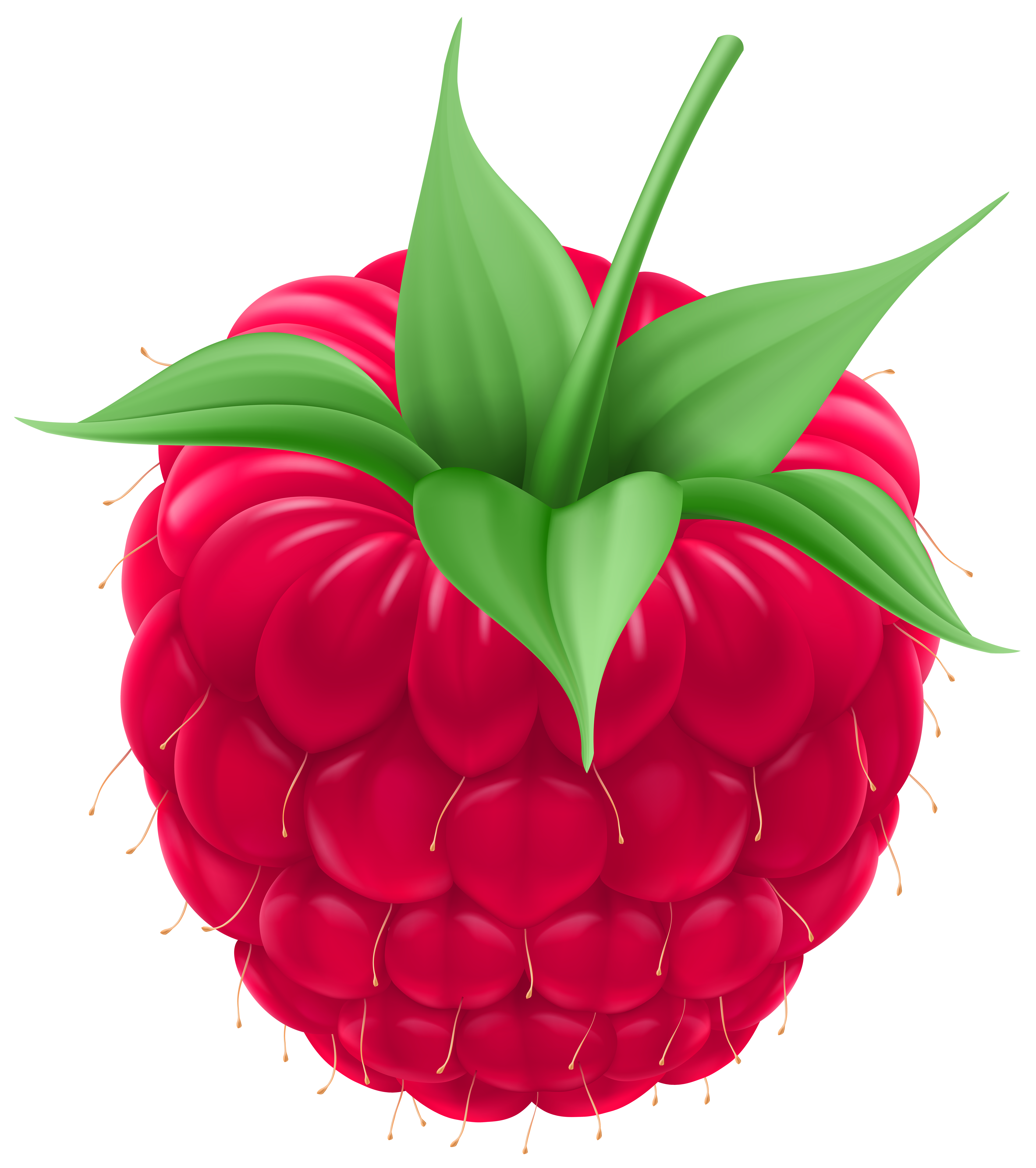 Raspberry PNG Clip Art Image.