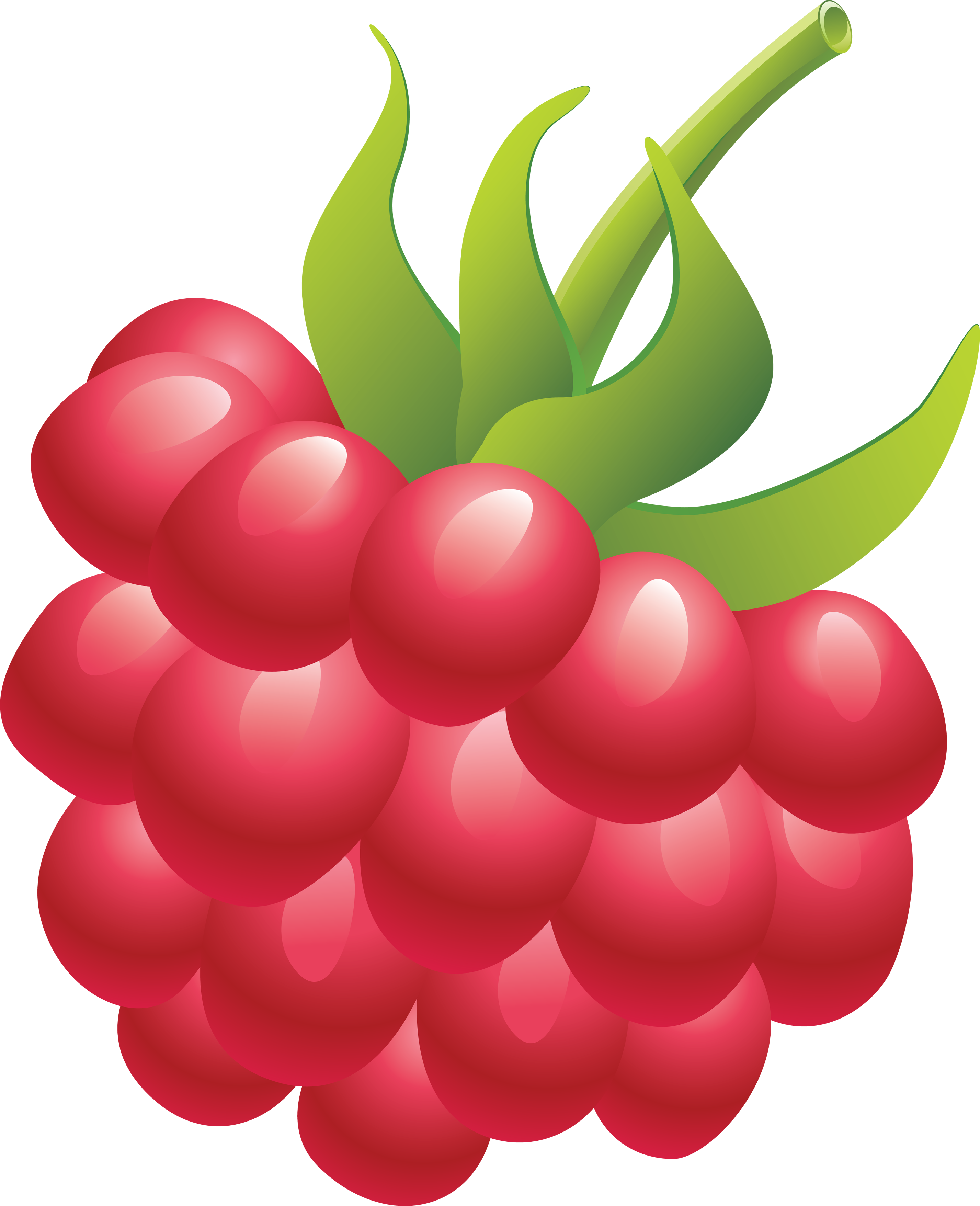 Raspberry clipart 20 free Cliparts | Download images on Clipground 2024