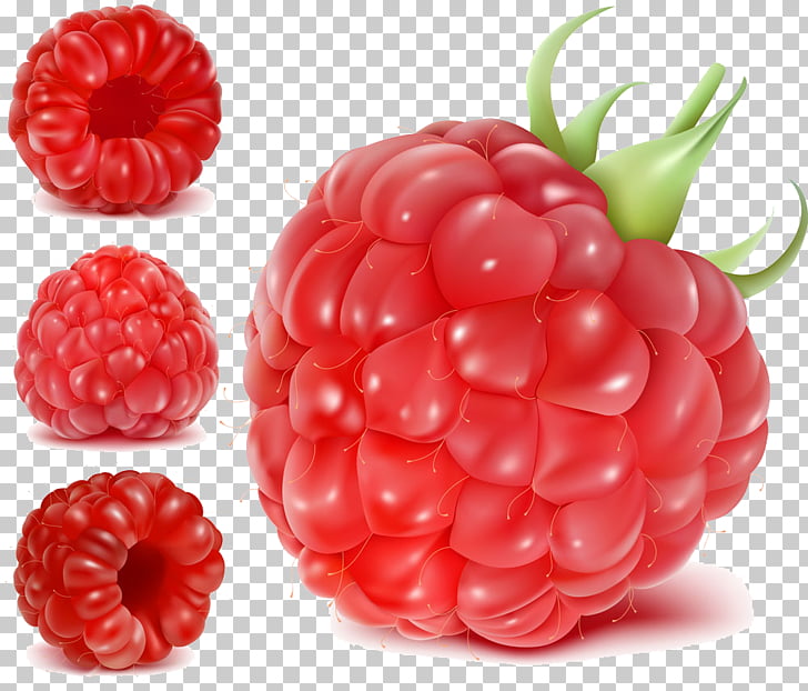 Frutti di bosco Raspberry Fruit Euclidean , Raspberry PNG.