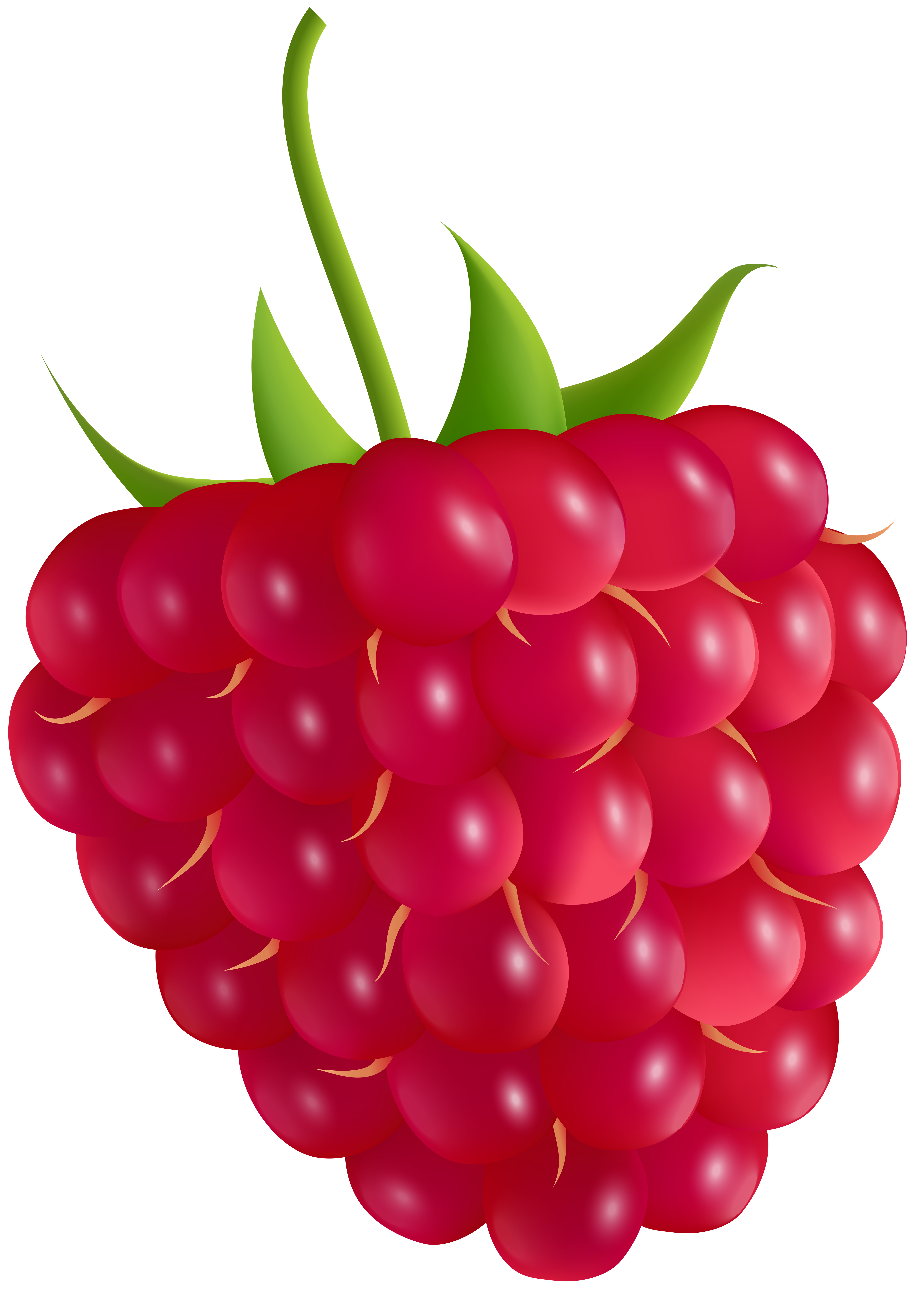 raspberry pictures clip art 10 free Cliparts | Download images on