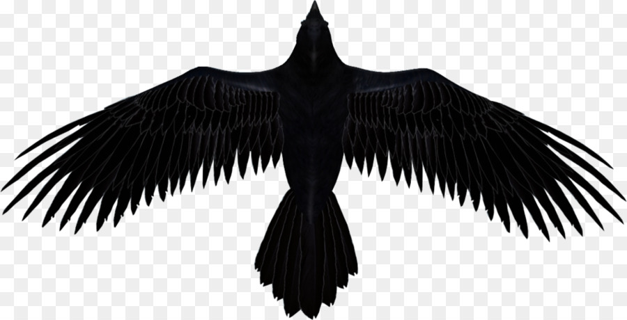 Bird Wing clipart.