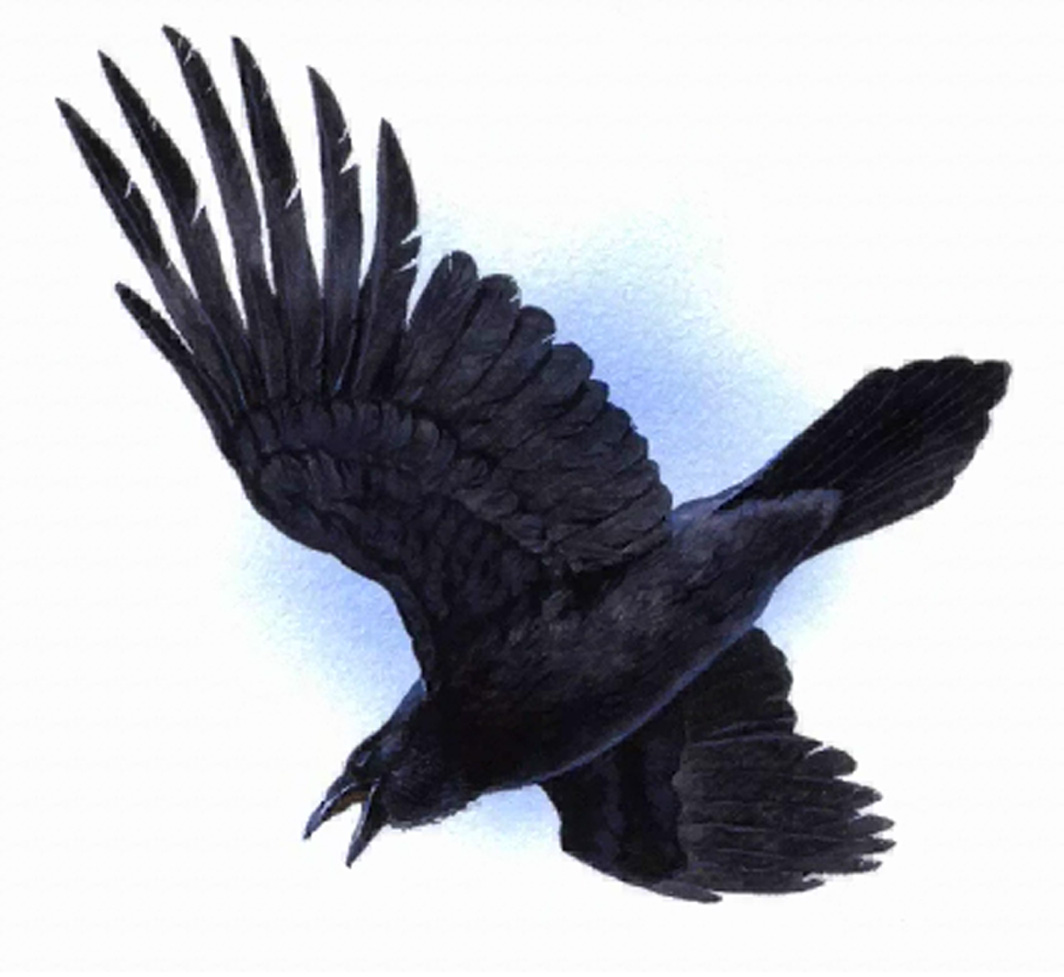 Ravens Clip Art Nfl.