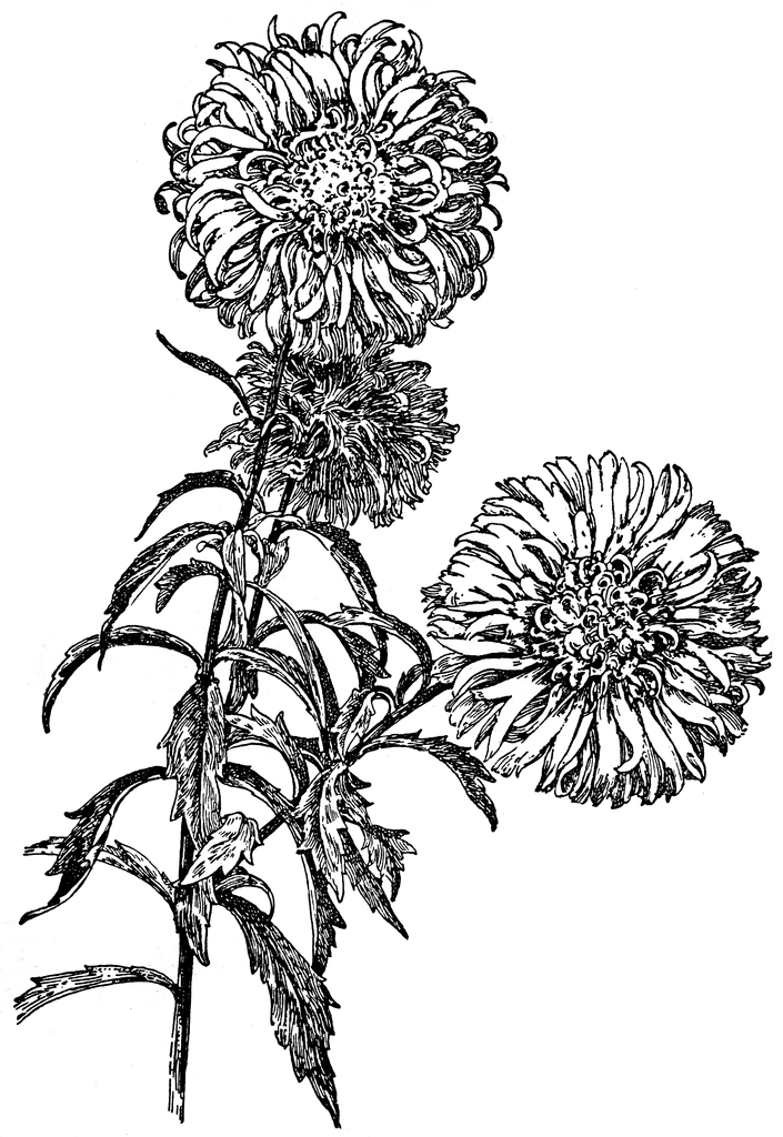 China Aster, the Comet Type.