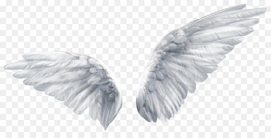 Angel Wing Png & Free Angel Wing.png Transparent Images.