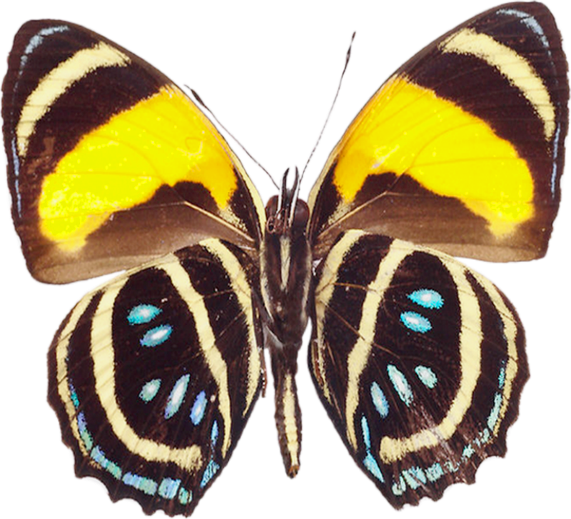 Free Real Butterfly Cliparts, Download Free Clip Art, Free.