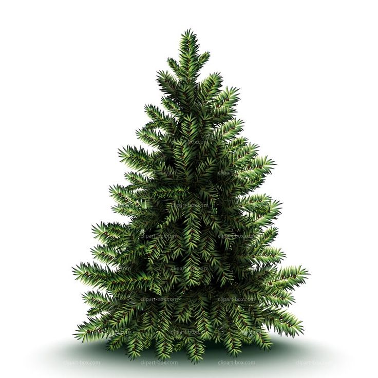 real christmas tree clipart 20 free Cliparts  Download images on Clipground 2024