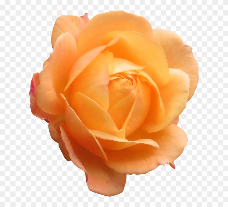 Real Flowers Png Clipart (#2358292).