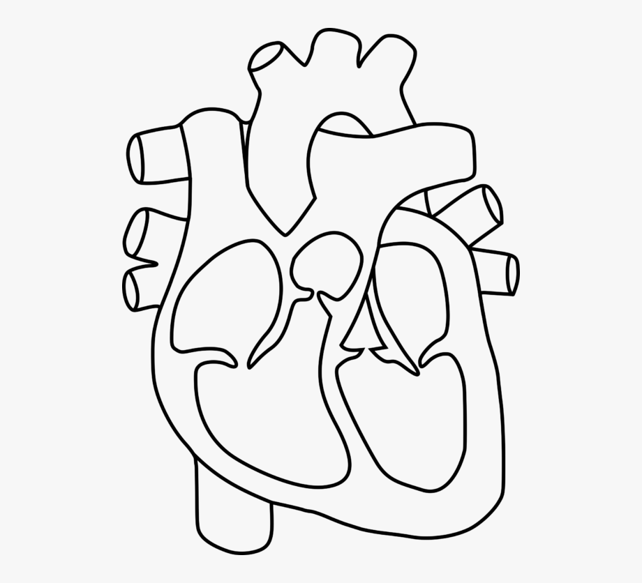 Simple Human Heart Png Stock Black And White.