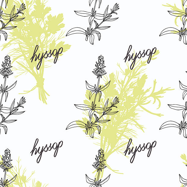 Hyssop Plant Clip Art, Vector Images & Illustrations.