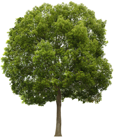 Download TREE Free PNG transparent image and clipart.