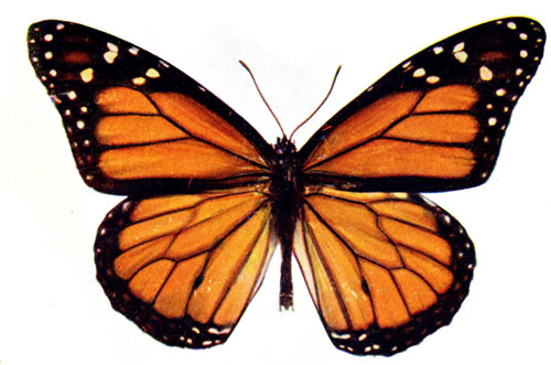 Realistic Butterfly Clipart Free.