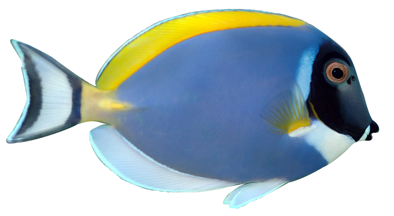 Realistic Fish Clipart.