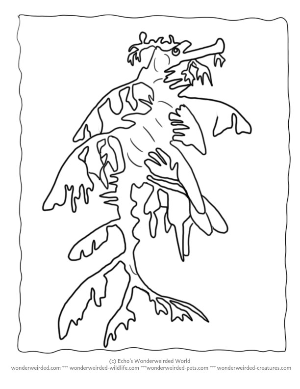 Free Seahorse Coloring Page Collection of Seahorse Pictures to Color.