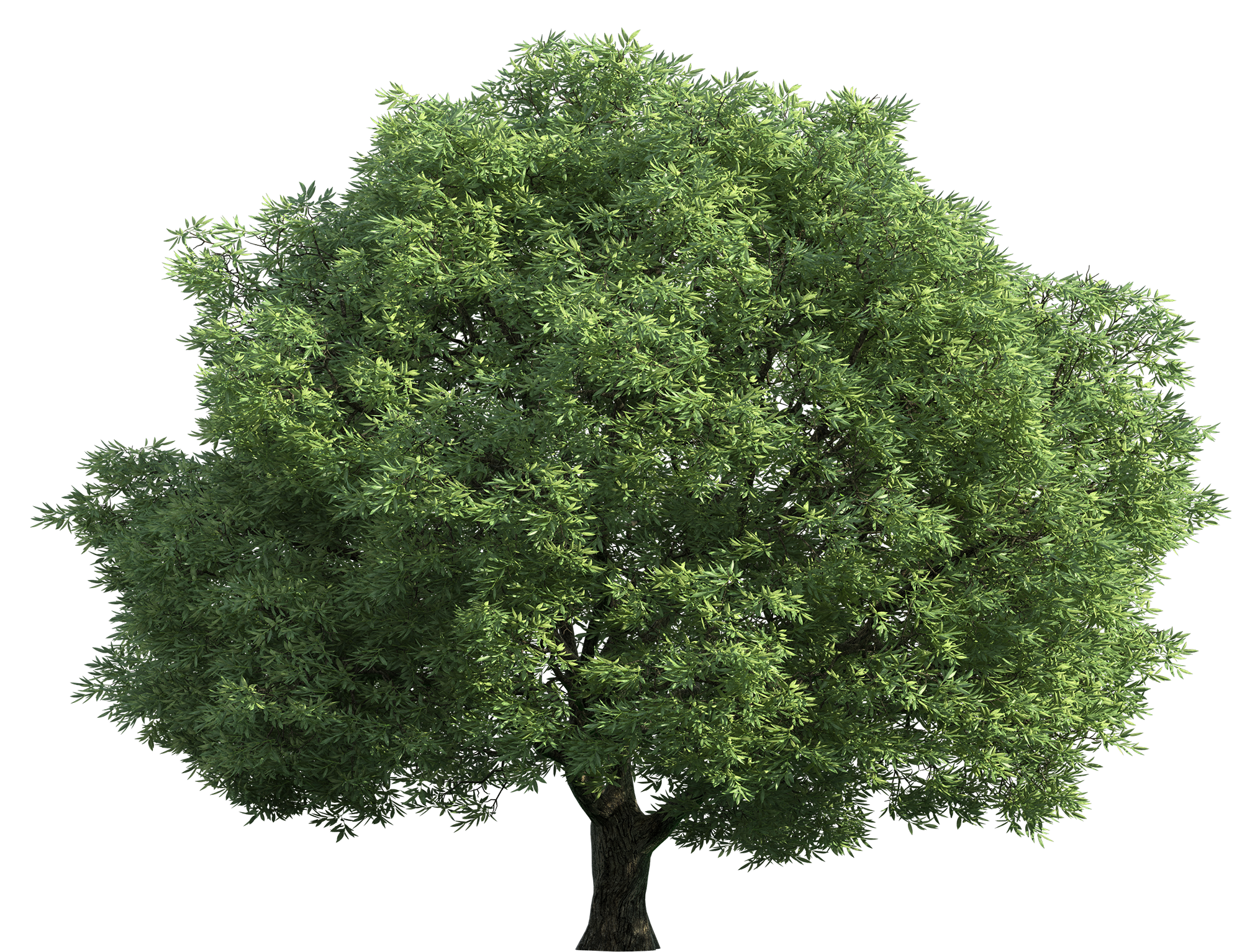 Realistic Green Tree PNG Clip Art.