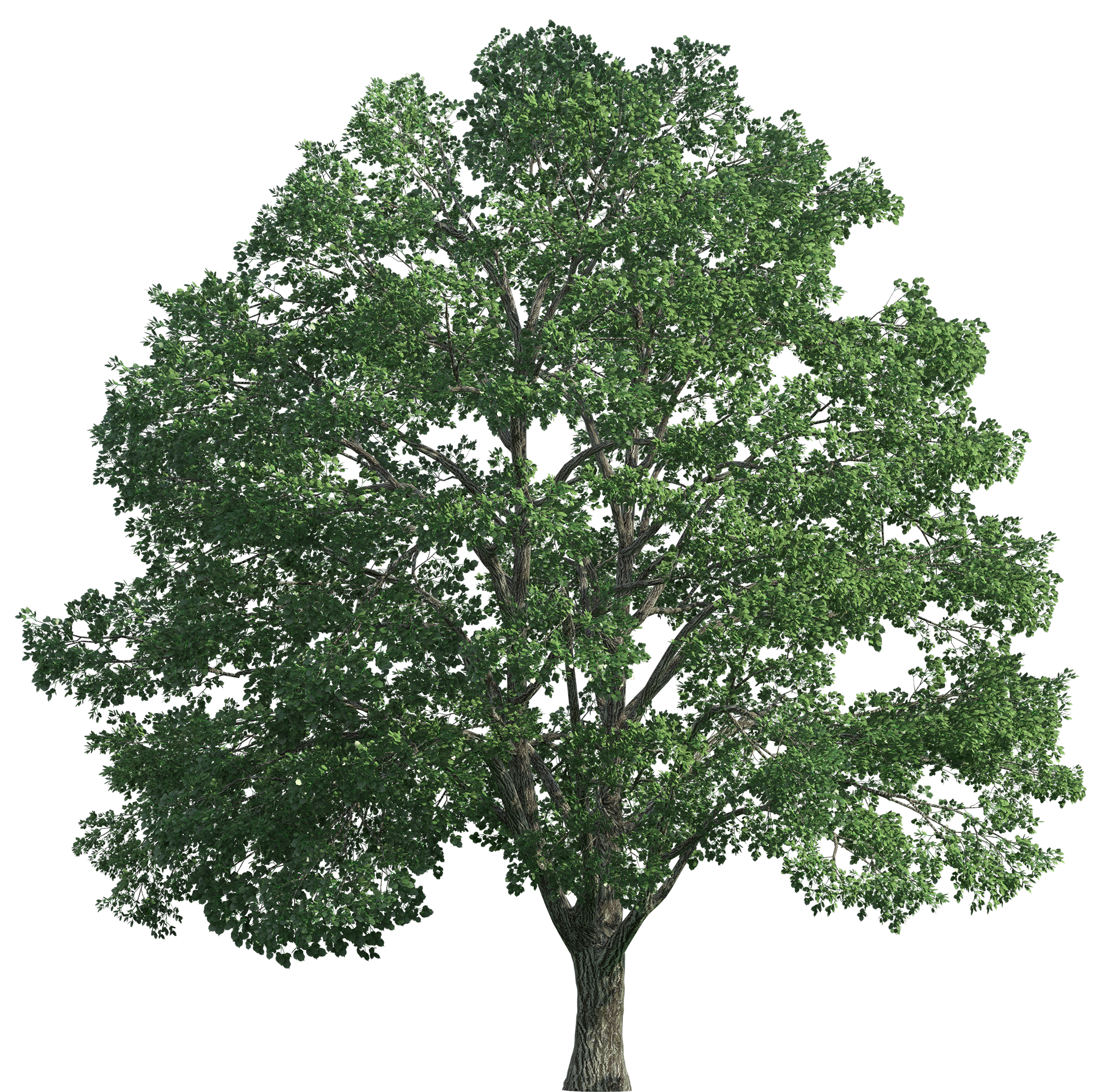 Tree Realistic PNG Clip Art.