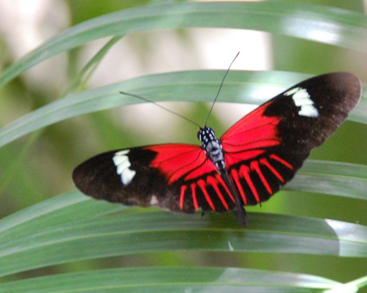 17 Best images about red and black butterflies on Pinterest.