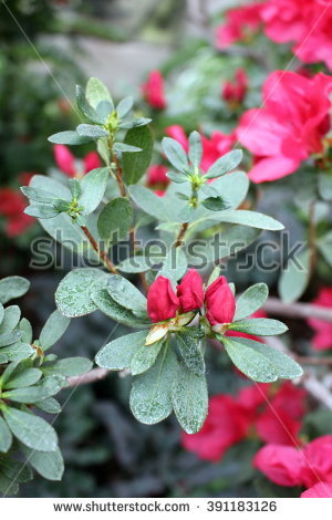 New Azalea Growth Stock Photos, Royalty.